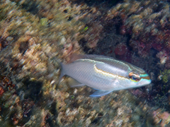 Scolopsis trilineata