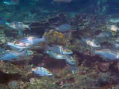 Scolopsis trilineata