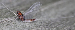 Baetis intercalaris