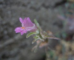 Misopates