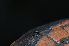 Lamproplax majuscula