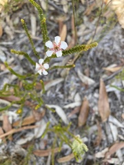 Leptospermum epacridoideum