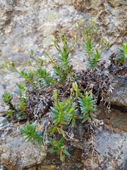 Veronica linifolia