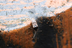 Lamproplax majuscula