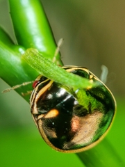 Coptosoma xanthogramma