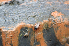 Lamproplax majuscula