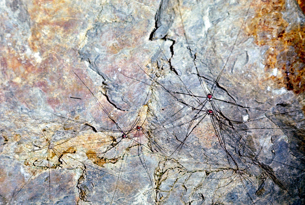 Leiobunum roseum