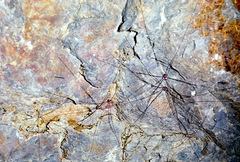 Leiobunum roseum