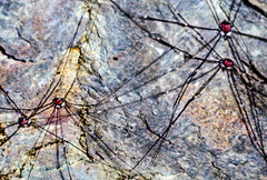 Leiobunum roseum