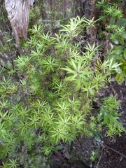 Leucopogon fasciculatus