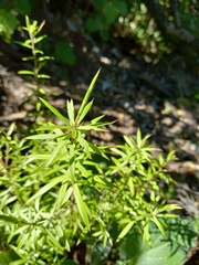 Leucopogon fasciculatus