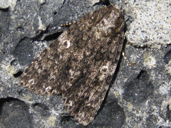 Acronicta concrepta