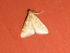 Hypsopygia glaucinalis