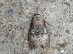 Bryophilina mollicula