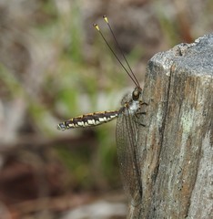 Suhpalacsa subtrahens