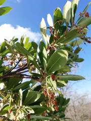 Arbutus andrachne