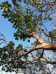 Arbutus andrachne