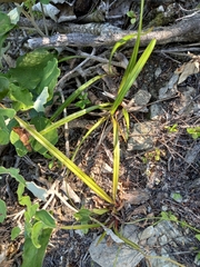 Dianella nigra