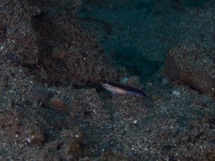 Asterropteryx striata