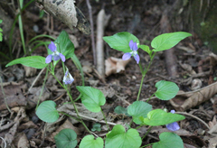 Viola sieheana