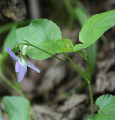 Viola sieheana