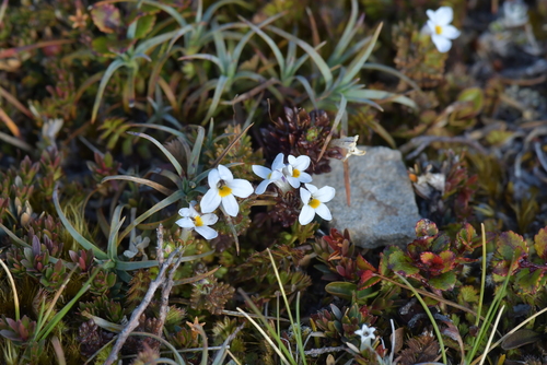 Image of Euphrasia zelandica by (c) Christopher Stephens, some rights reserved (CC BY-SA)