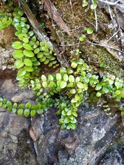 Metrosideros perforata