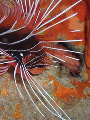 Pterois