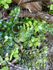 Metrosideros perforata