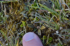 Plantago unibracteata