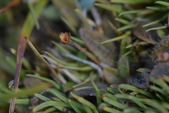 Plantago unibracteata