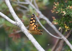 Heteronympha solandri