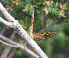 Heteronympha solandri