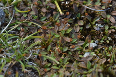 Plantago unibracteata