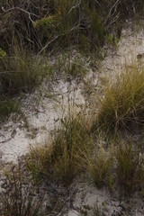 Schoenus cuspidatus