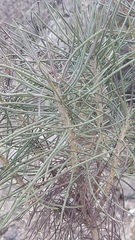 Euryops tenuissimus