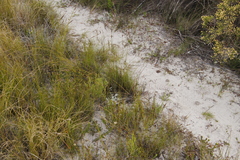 Schoenus cuspidatus