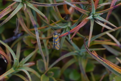 Tingena compsogramma