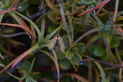 Tingena compsogramma