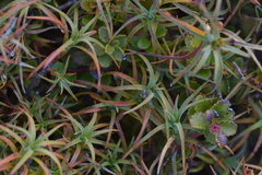 Tingena compsogramma