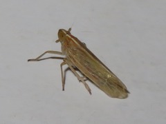 Stenocranus minutus