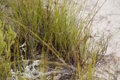 Schoenus cuspidatus