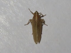 Stenocranus minutus