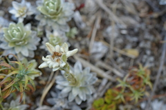 Leucogenes leontopodium