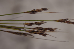 Schoenus cuspidatus