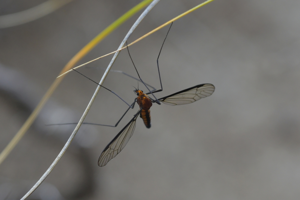 Leptotarsus ferruginosus