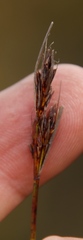 Schoenus cuspidatus