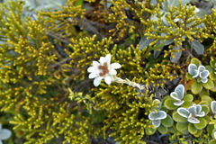 Leucogenes leontopodium