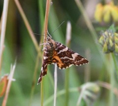 Chrysolarentia polycarpa