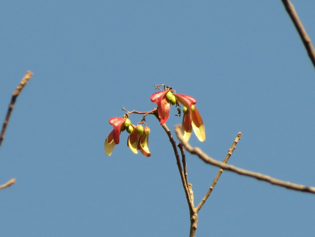 Pterocymbium tinctorium (Pterocymbium tinctorium)